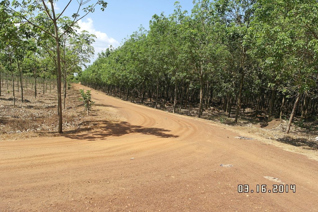Không gian Đồng Nai trong câu chuyện về Hạt điều Bình Phước, góc nhìn 1
